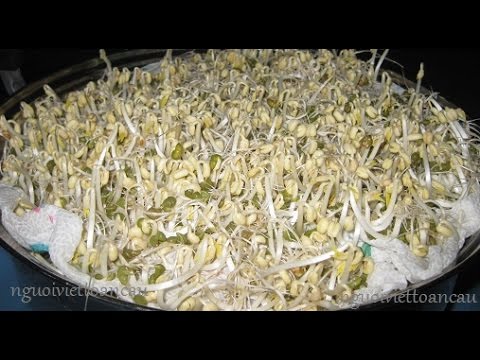 You are currently viewing How to Make Mung Bean Sprouts at Home without Watering Daily