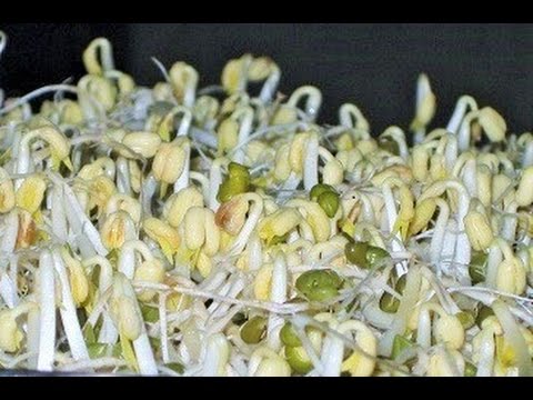 You are currently viewing How to make BEAN SPROUTS with a steamer and no need to water