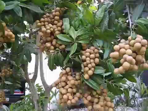 Read more about the article Longan in USA | Garden Tours