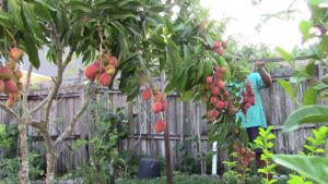 Read more about the article Lychee in USA | Garden Tours