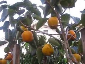 Read more about the article Persimmon in USA | Garden Tours